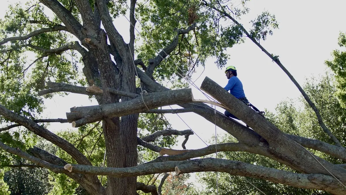 Professional Hazardous Tree Removal performed by certified arborists in Mendenhall