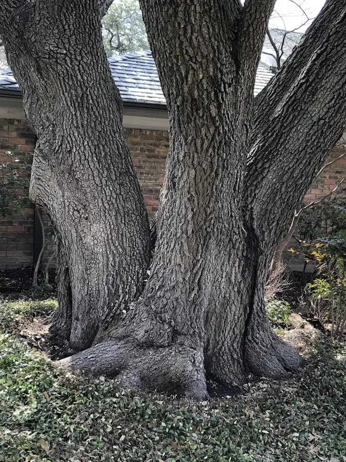 Mature heritage tree close to a Mendenhall property cared for by certified arborists