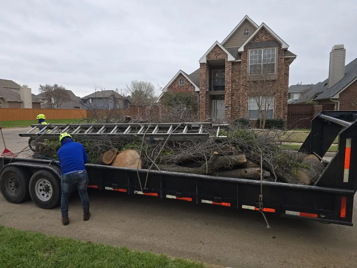 Expert Tree Removal with proper safety equipment in Mendenhall